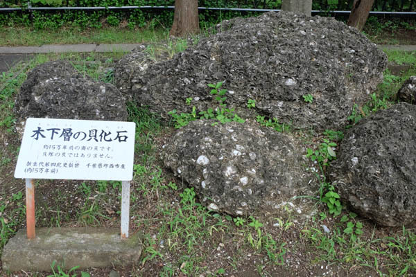 市川考古博物館_木下層の貝化石-04.jpg